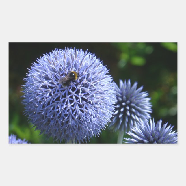Globe Thistle Flowers Sticker (Front)