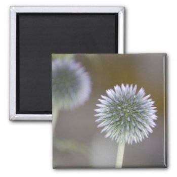 Globe Thistle Magnet by pulsDesign at Zazzle