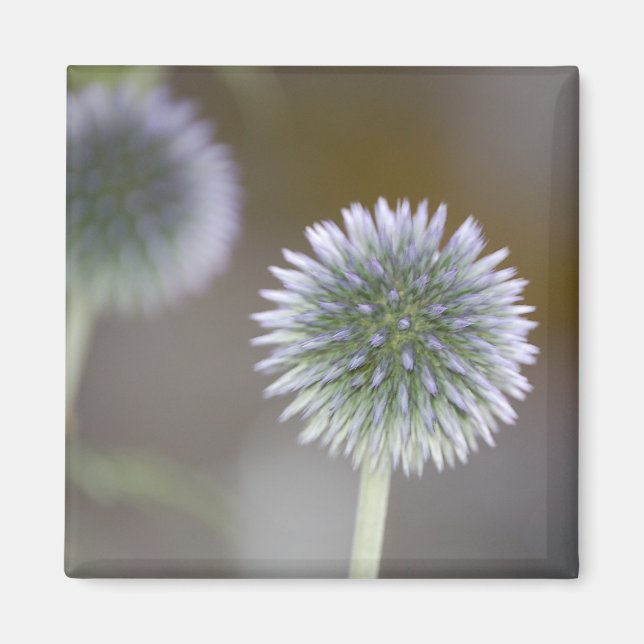 Globe Thistle Magnet (Front)