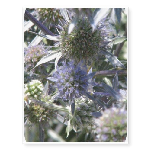 Globe Thistle Temporary Tattoos