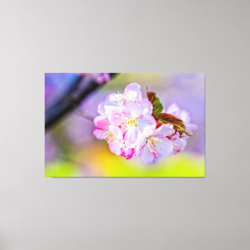 Globular Cluster Of Awesome Pink Sakura Flowers Canvas Print