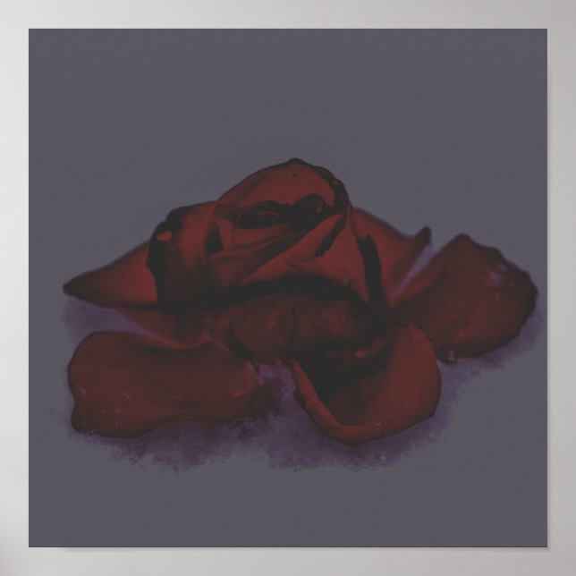 Gloomy rose poster (Front)