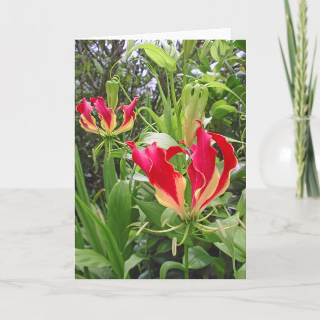Gloriosa Lilies Card (Front)