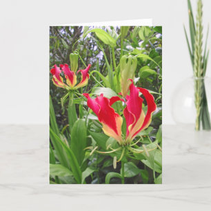 Gloriosa Lilies Card