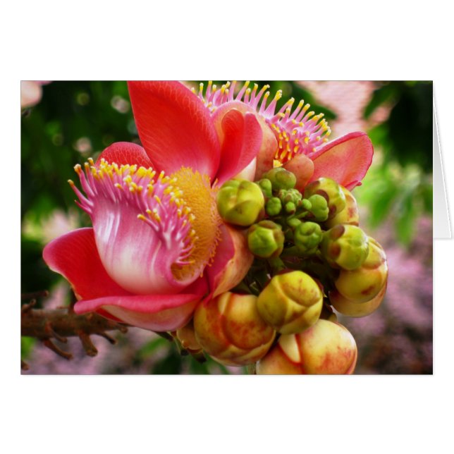 Glorious Buddha Blossom Cards (Front Horizontal)