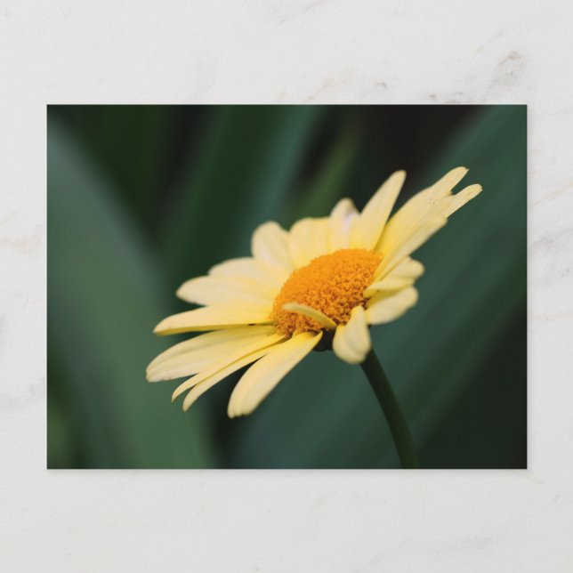Glorious Daisy Flower Photography Postcard (Front)