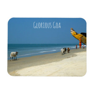 Glorious Goa - cows on the beach in South Goa Magnet