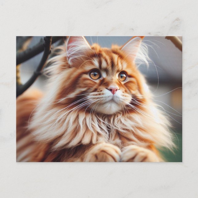 Glorious Maine Coon Postcard (Front)