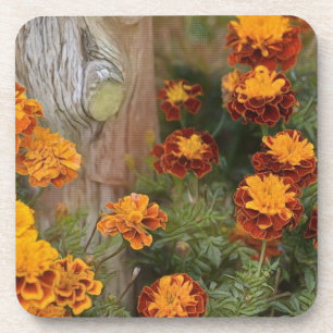 Glorious Marigolds Beverage Coaster