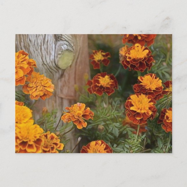 Glorious Marigolds Postcard (Front)