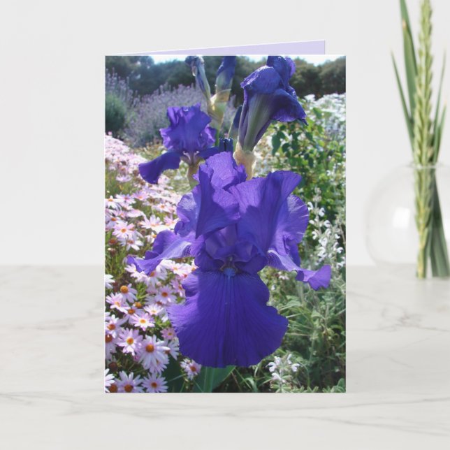 Glorious Purple Iris Photo Floral Birthday Card (Front)