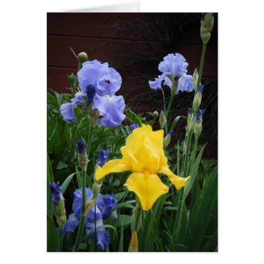 "Glorius Irises" Cards (Front)
