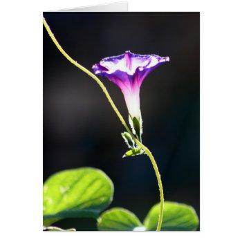 "glory" Morning Glory Photography by time2see at Zazzle