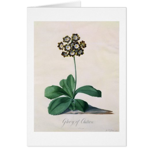 Glory of Chilton (gouache on vellum) (Front)