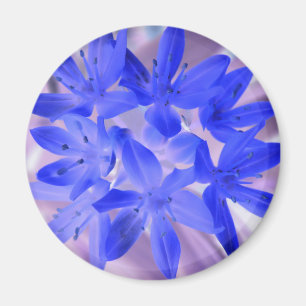 Glory Of The Snow Shocking Blue Magnet