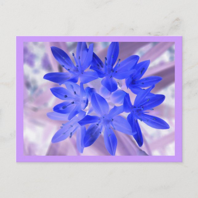 Glory Of The Snow Shocking Blue Postcard (Front)