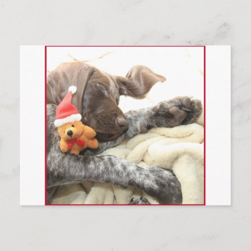 Glossy Grizzly Christmas Pointer Holiday Postcard