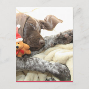 Glossy Grizzly Christmas Pointer Holiday Postcard