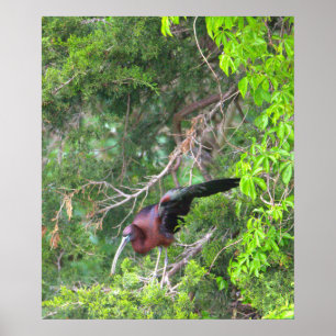 Glossy Ibis Bird Poster