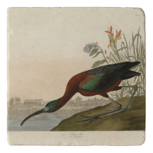 Glossy Ibis - from Audubon's Birds of America Trivet