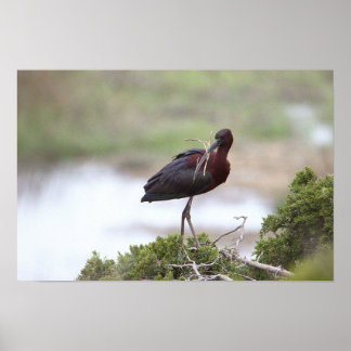 Glossy Ibis Poster