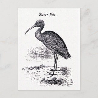"Glossy Ibis" Vintage Illustration Postcard