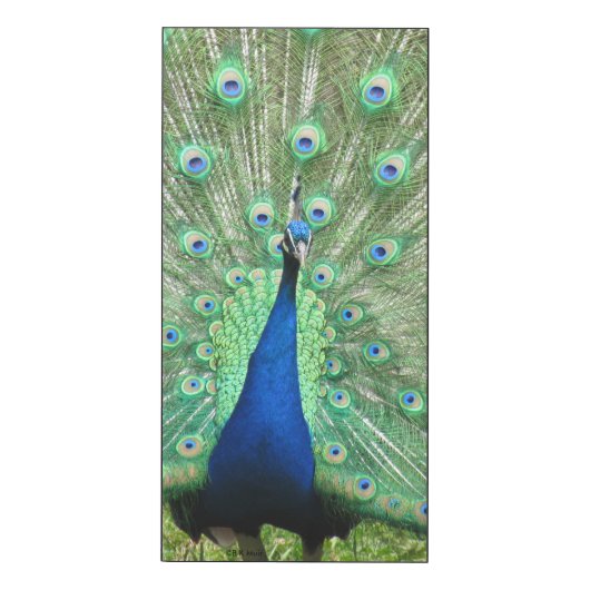 Glossy Panel - Peacock (Front 9x18)
