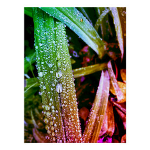 Glossy poster, splash colors raindrops on leaves. poster