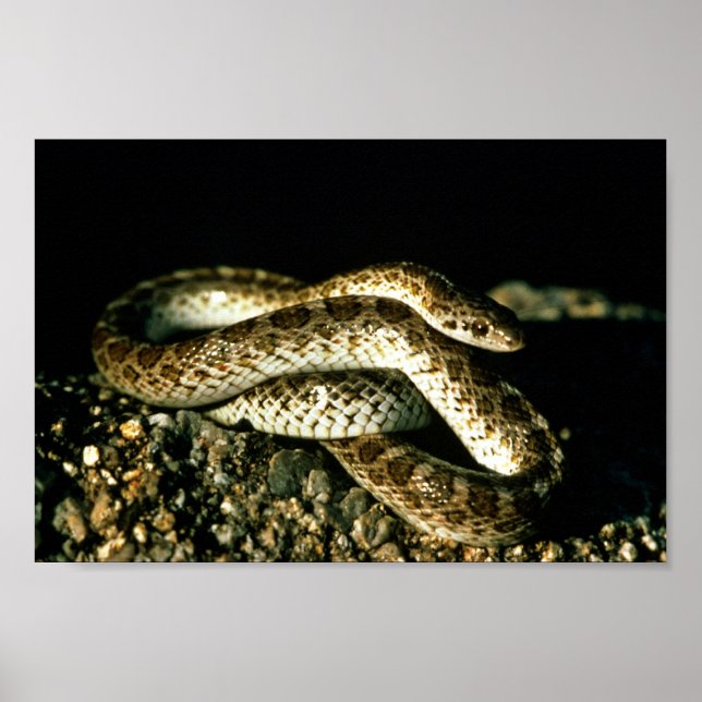 Glossy Snake Poster (Front)
