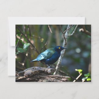 Glossy Starling in the Forest Light