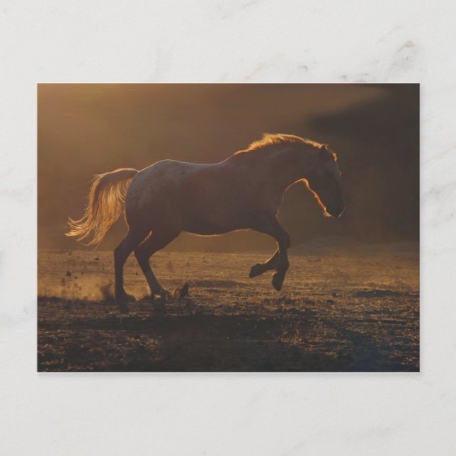 Glowing Back-light running horse Postcard (Front)