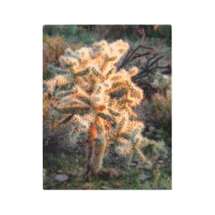Glowing Cholla Metal Print