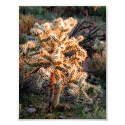 Glowing Cholla Photo Print