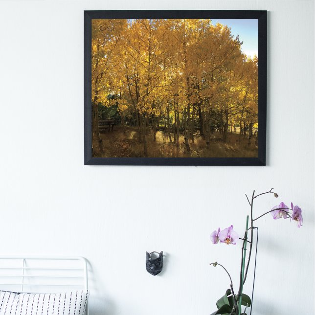 Glowing Colorado Aspen Trees  Photo Print (Creator Uploaded)