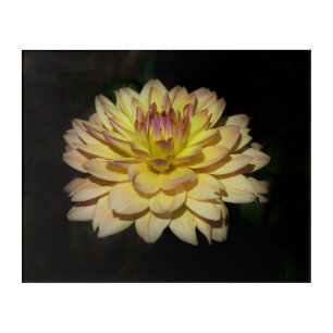 Glowing Dahlia - acrylic art