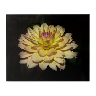 Glowing Dahlia - acrylic art
