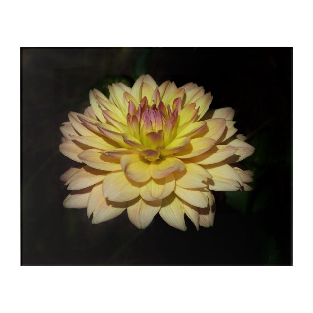 Glowing Dahlia - acrylic art (Front)