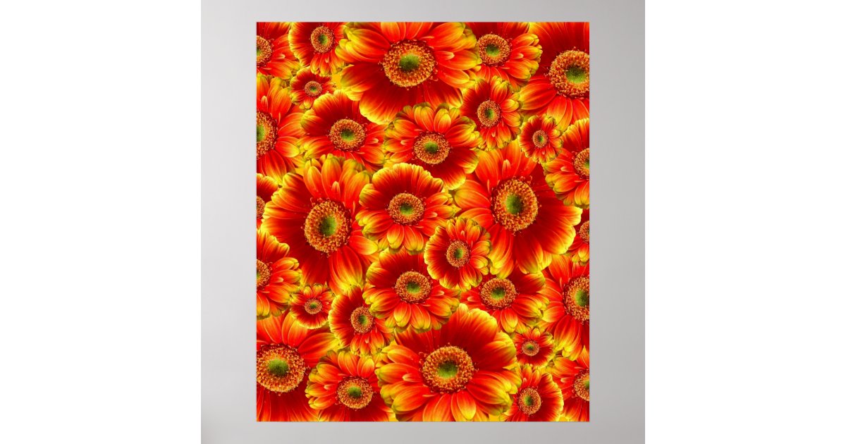 Glowing Gerbera Daisies Poster | Zazzle