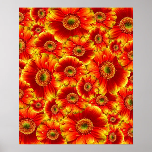 Glowing Gerbera Daisies Poster | Zazzle