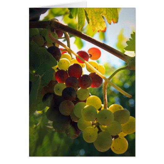 Glowing Grapes Cards (Front)