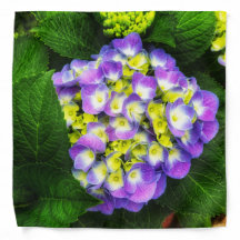 Glowing hydrangea blooms