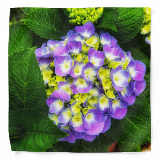 Glowing hydrangea blooms bandana