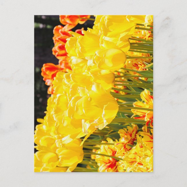 Glowing in Sunshine Postcard (Front)