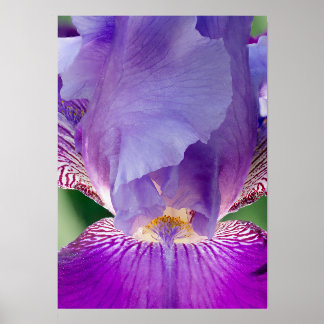 Glowing Iris Nature / Floral / Botanical Photo Holder