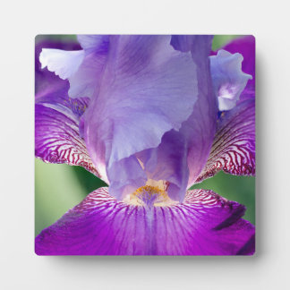 Glowing Iris Nature / Floral / Botanical Photo Plaque
