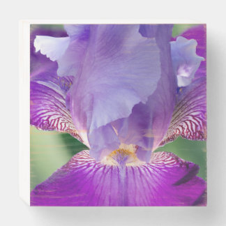 Glowing Iris Nature / Floral / Botanical Photo Wooden Box Sign