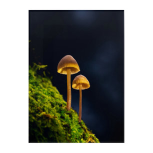 Glowing Mushrooms Photo – Dark Forest Wall Art