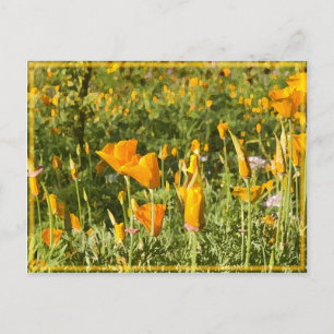Glowing Poppy Patch Postcard