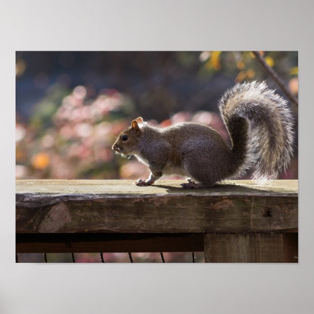 Glowing Squirrel Poster (Front)