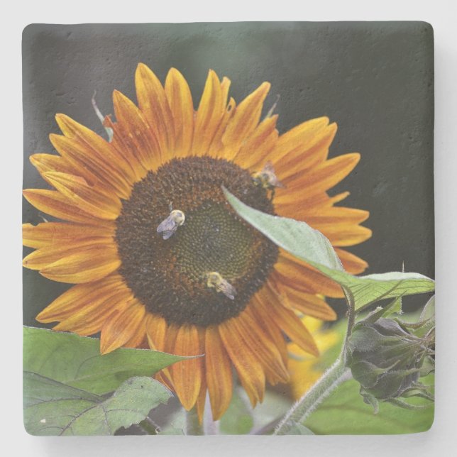 Glowing Sunflower Stone Coaster (Front)
